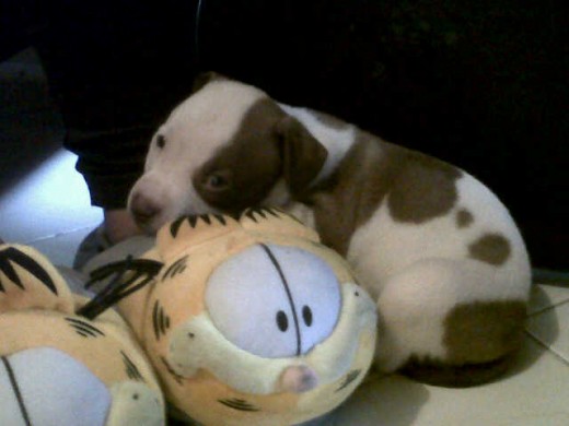 de pereza ::::::1 MES de pereza ::::::1 MES
