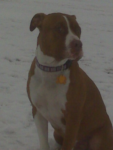 rocky posando en la nieve rocky posando en la nieve