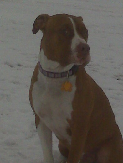 rocky posando en la nieve