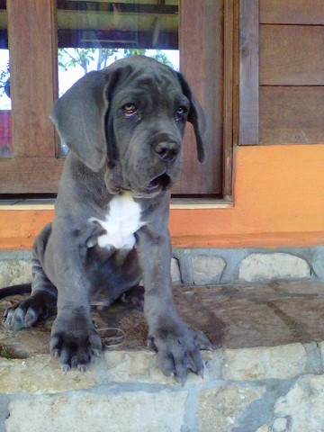 aquiles!!