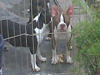 tel 1561758112 cachorros tel 1561758112 cachorros