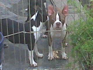 tel 1561758112 cachorros