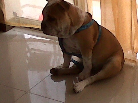 mi gordito es un diablillo hiperactivo mi gordito es un diablillo hiperactivo