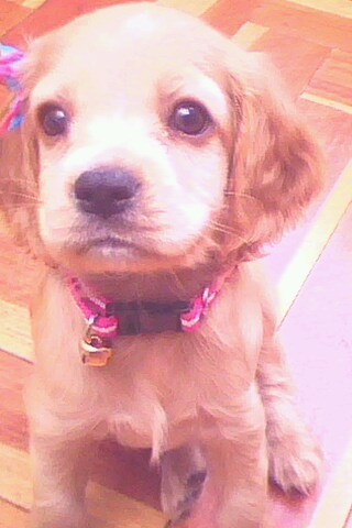 Mi perrita katy distraida por mi mano xd es muy linda.... la amoo
