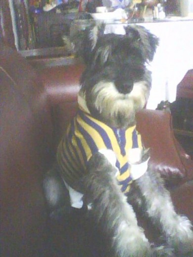 QUIERO BUSCAR AMISTADES CANINAS, SOY UN PERRO EQUILIBRADO BUSCO AMIGOS EQUILIBRADOS QUIERO BUSCAR AMISTADES CANINAS, SOY UN PERRO EQUILIBRADO BUSCO AMIGOS EQUILIBRADOS