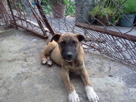 este es mi pequeño este es mi pequeño