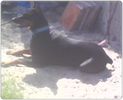 Mi doberman hermosa ♥