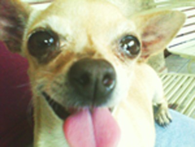 Mi perrita chihuahua