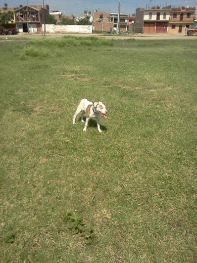 esta es mi perrita sancadola a pasear cualquier dia por la mañana ayi tenia 7 mesesotes!