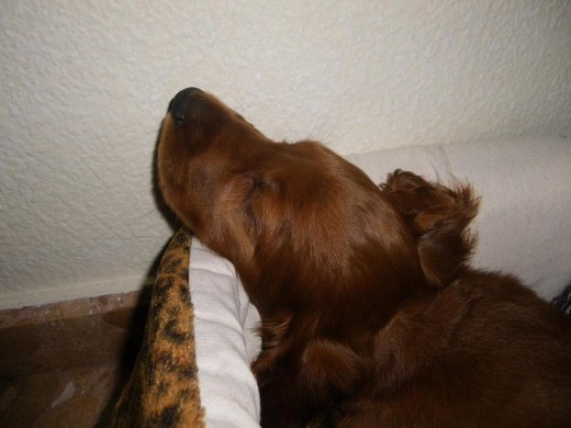 Durmiendo después de la primera noche sin poder descansar Durmiendo después de la primera noche sin poder descansar