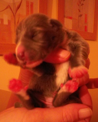 Kira a los 5 días Kira a los 5 días