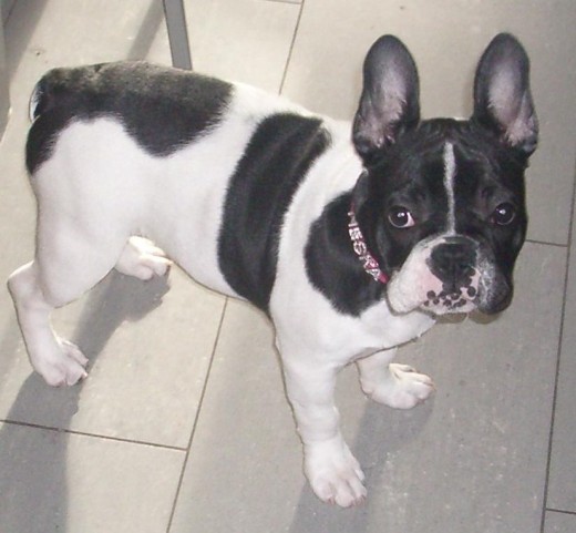 Neska polita (chica bonita) Neska polita (chica bonita)