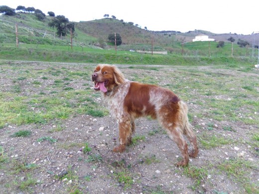 Se ofrece Epagneul Breton para monta, Con pedirgree: Jazz de L Cossta, hijo de Jas de Sol y Luna y Diana L Cossta, Inscrito en L. O. E. Muy noble y obediente. Excelente morfología. Excelente caza y cobro inmediato. 