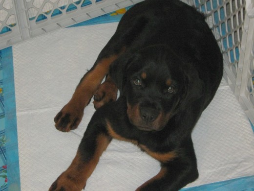 Tasha es una perrita rottweiler muy cariñosa y juguetona.