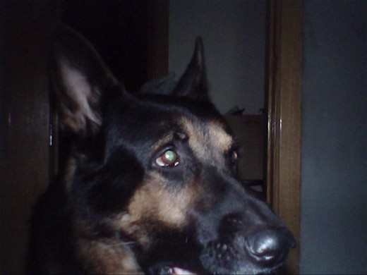 Perro de pelo negro,suave y muy guapo de cara.jejeje Perro de pelo negro,suave y muy guapo de cara.jejeje