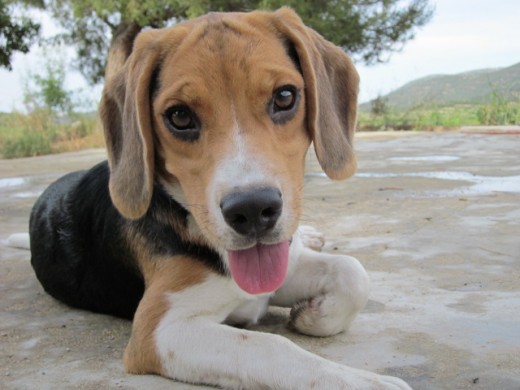 ¡Hola soy Bimba!
Estoy feliz de pasar mis vacaciones en la Toscana española (Bullas-Murcia) junto con mis papis que me quieren mucho.
¡Un saludo! ¡Hola soy Bimba!
Estoy feliz de pasar mis vacaciones en la Toscana española (Bullas-Murcia) junto con mis papis que me quieren mucho.
¡Un saludo!