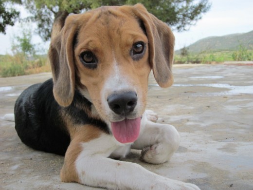 ¡Hola soy Bimba!
Estoy feliz de pasar mis vacaciones en la Toscana española (Bullas-Murcia) junto con mis papis que me quieren mucho.

¡Un saludo!