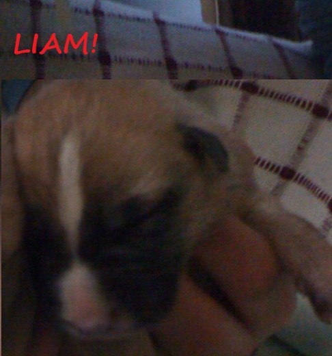 Liam el día que lo encontre. Liam el día que lo encontre.