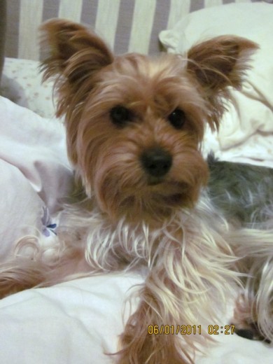 Mi perrita beky de dos añitos de edad Mi perrita beky de dos añitos de edad