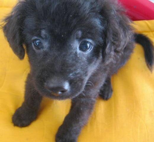 se llama pulgoso, le huye a las camaras, tengo esta de cuando era un cachorro, es mi amigo muy querido y todos en la casa tienen que ver con el.....