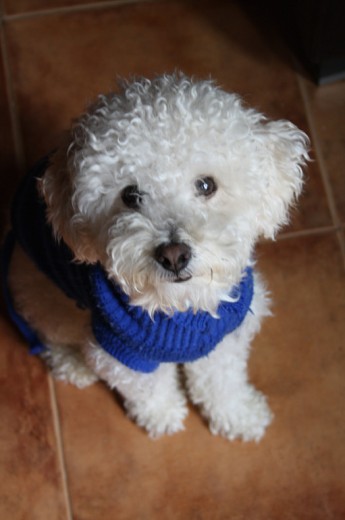 Foto de Teddy de enero de 2010, con su jersey azul para no pasar frio.
Nota: Ahí lo estaba chantajeando con una chuche para que mirase la cámara jajaja Foto de Teddy de enero de 2010, con su jersey azul para no pasar frio.
Nota: Ahí lo estaba chantajeando con una chuche para que mirase la cámara jajaja