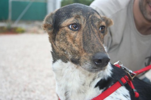 Perrita en adopcion. Esta perrita nació en la calle y desde entonces vive en una familia de acogida esperando a una familia definitiva.