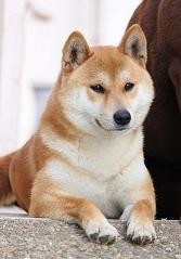 Selección Shiba Inu - Criadero Familiar
www.shibakitsune.com
info@shibakitsune.com