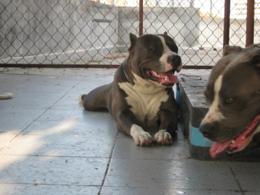 es un exelente companero y muy buen guardian. es un exelente companero y muy buen guardian.