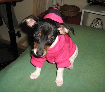 Hola Yo soy Pippi, aki tenia 3 meses, ahora tengo 8 Hola Yo soy Pippi, aki tenia 3 meses, ahora tengo 8