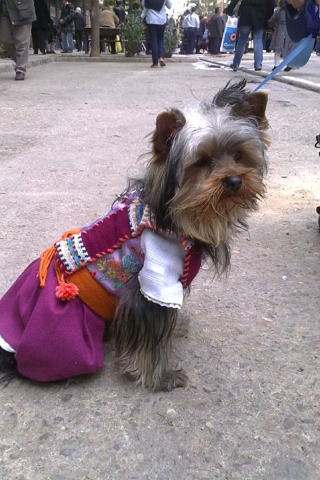 este es kovu,vestido de fallerito,ya que fue presidente de la falla.