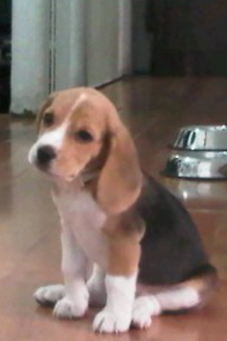 el peligroso elvis el peligroso elvis