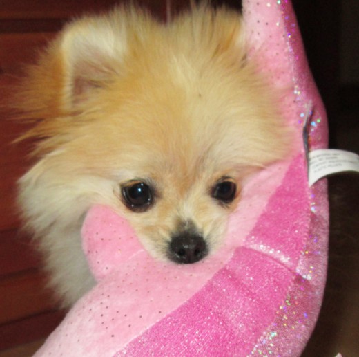 Ayumi con su juguete favorito, pomerania de 3 meses muy juguetona , apta para pedigree muy juguetona y cariñosa