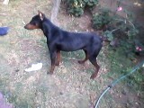 rocky rocky