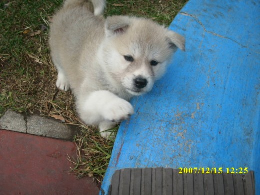 esta es haya una hermosa akita de 45 dias...jugando en el parque