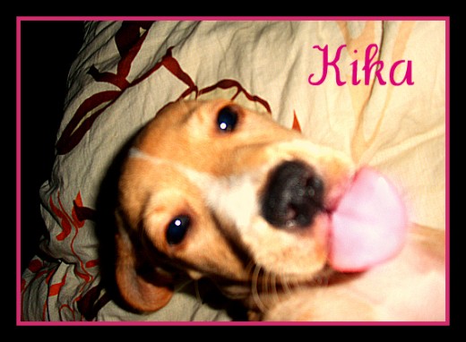 hola soy kika y soy aun una peke aunque sea mas grande de tamaño ya que mi tata nani mi mami biologica vive enfrente de mi es cocker americano y soy de todos los hijitos la que menos me parezco a mi mama solo en el ladrido q tan pequeñita es muy muy grave jejeje e salido a mi padre el vagabundo (que pillo a mi mama en medio del parque y no pudieron hacer nada)pero no lo veo nunca.mis hermanitos aun no los e visto pero mi mami por red social si los ve y me enseña las fotos...estan muy guapos! ahh soy super mala y chupo a todo el mundo me encanta hacer travesuras como esconder a mi mami todas sus cosas... bueno esta soy yo Un buen lameton ;) KIKA hola soy kika y soy aun una peke aunque sea mas grande de tamaño ya que mi tata nani mi mami biologica vive enfrente de mi es cocker americano y soy de todos los hijitos la que menos me parezco a mi mama solo en el ladrido q tan pequeñita es muy muy grave jejeje e salido a mi padre el vagabundo (que pillo a mi mama en medio del parque y no pudieron hacer nada)pero no lo veo nunca.mis hermanitos aun no los e visto pero mi mami por red social si los ve y me enseña las fotos...estan muy guapos! ahh soy super mala y chupo a todo el mundo me encanta hacer travesuras como esconder a mi mami todas sus cosas... bueno esta soy yo Un buen lameton ;) KIKA