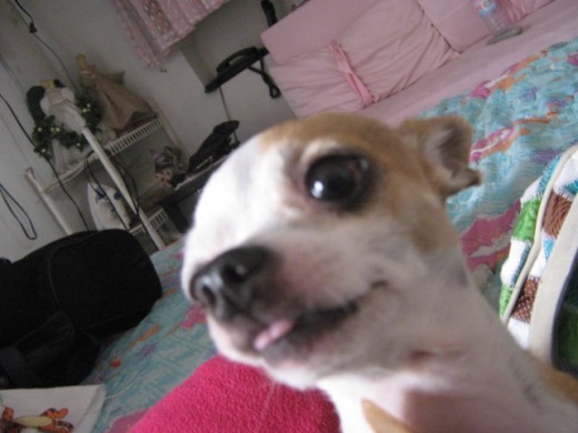 doby es super dependiente de mi mama pero es un perrito muy cariñoso doby es super dependiente de mi mama pero es un perrito muy cariñoso