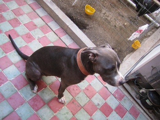 Nicole
Pitbull blue nose
Hembra Nicole
Pitbull blue nose
Hembra