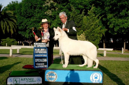 EL MEJOR JOVEN DE LA EXPOSICION NACIONAL DEL CLUB DEL PASTOR BLANCO SUIZO