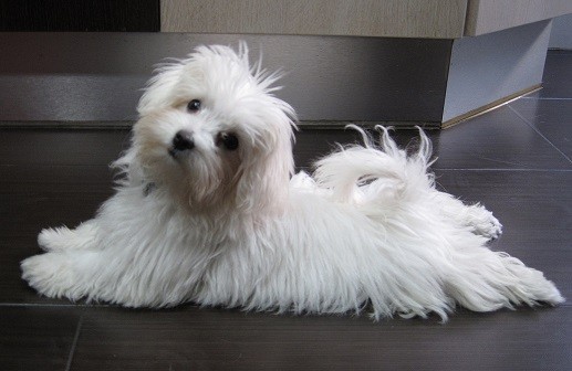 Lana con 4 meses y 1,450 kg. Lana con 4 meses y 1,450 kg.