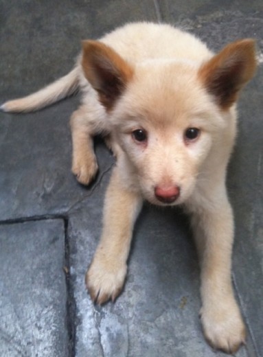 Sachiko, Akita Inu Sachiko, Akita Inu