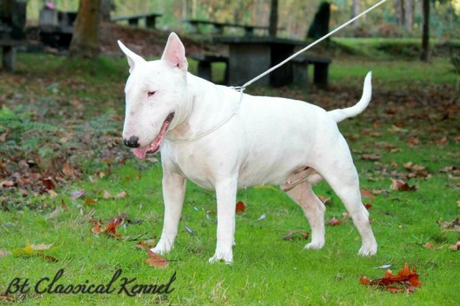 BT Classical Kennel White Bull aka Yron con 3 años! 