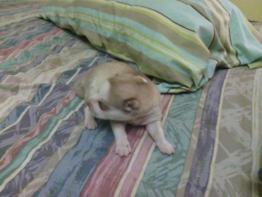 Uno de los cachorritos de mi Ceci :D Uno de los cachorritos de mi Ceci :D