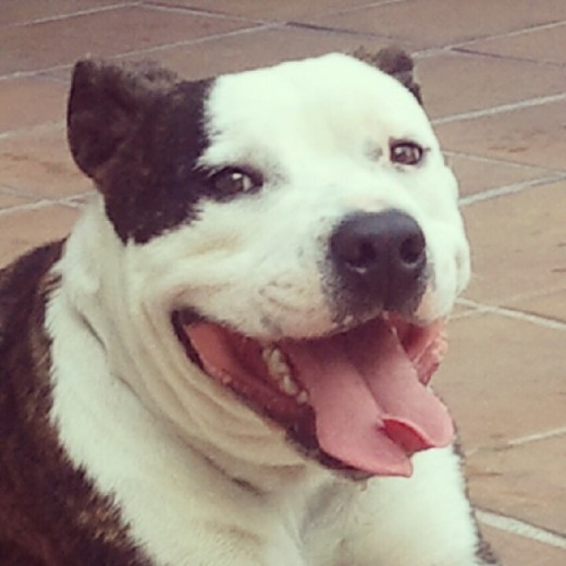 Este es Quo, le adoptamos hace dos semanas y ya está totalmente adaptado. Tiene 15 meses y es súper bueno, aunque cabezota y brutote como el sólo. Este es Quo, le adoptamos hace dos semanas y ya está totalmente adaptado. Tiene 15 meses y es súper bueno, aunque cabezota y brutote como el sólo.