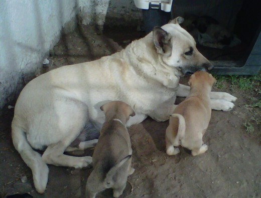 Acababa de ser mama Acababa de ser mama