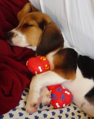 Esta es Trufa, nuestra cachorrita beagle de 3 meses. Esta es Trufa, nuestra cachorrita beagle de 3 meses.
