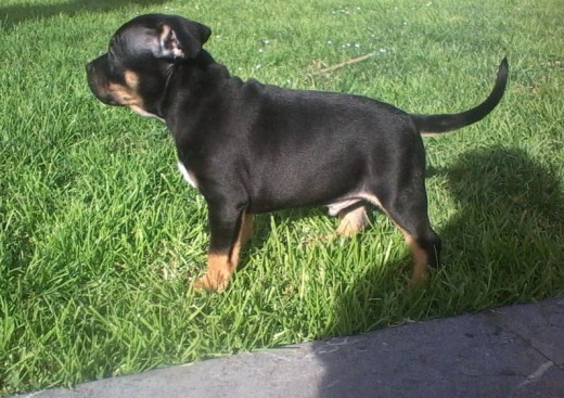 CACHORRO SE VENDE,APENAS DOS MESES RECIEN CUMPLIDOS,TRICOLOR,PRECIOSO,CON CARTILLA,VACUNADO Y DESPARASITAO.TODO UN PERRAZO.
CACHORRO SE VENDE,APENAS DOS MESES RECIEN CUMPLIDOS,TRICOLOR,PRECIOSO,CON CARTILLA,VACUNADO Y DESPARASITAO.TODO UN PERRAZO.