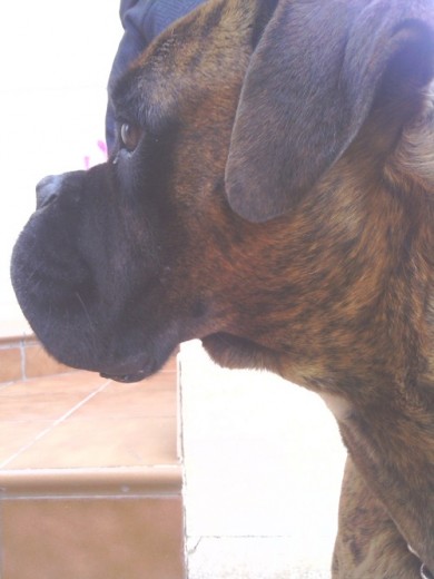 Soy Tarugo, tengo 4 años, peso 45 kg, soy muy alto, guapo y fuerte. Busco novia para conseguir un cachorro o me ofrezco de semental.
Contactar a este correo:
martagonzalezreyes1992@gmail.com o bien, a este número de móvil: 671 18 66 11 y preguntar por Nicolás.
Saludos