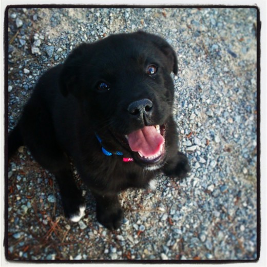 nuka con 3 meses y medio nuka con 3 meses y medio