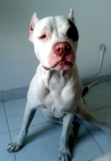balto 9 meses balto 9 meses