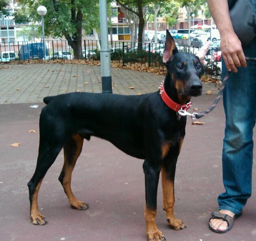 Paseando Paseando